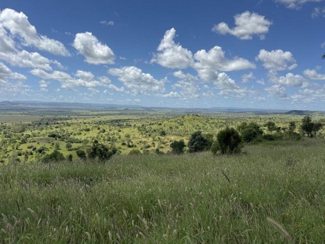 Buffel Pastures, Reliable Water with Breeding or Trading Opportunity
