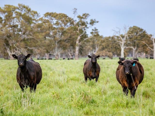 BULLARA TURNKEY GRAZING