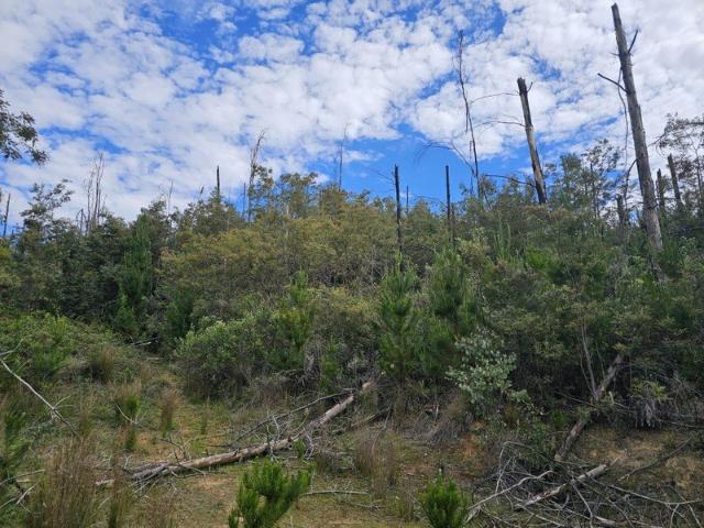 Burnt Pine Plantation for Sale by Tender