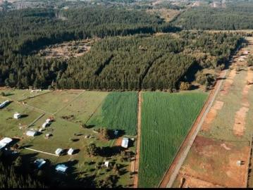 Camino San Ignacio/Camino Pinto, Pinto