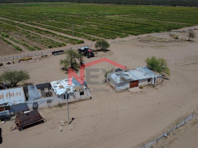 CAMPO AGRICOLA EN RENTA EN PESQUEIRA