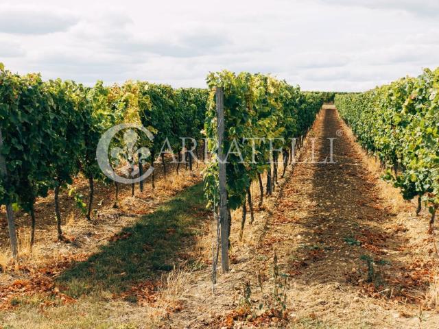 Castelnuovo Berardenga Azienda vitivinicola di 500 ettari ci. 2370m² Castelnuovo Berardenga