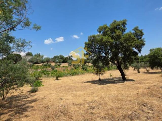 Castelo Branco Castelo Branco 6005 103338300
