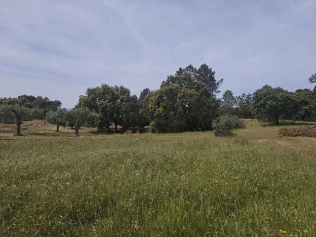 Castelo Branco Castelo Branco 6000 103321921