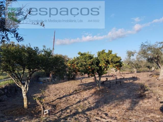 Castelo Branco Castelo Branco 102967028