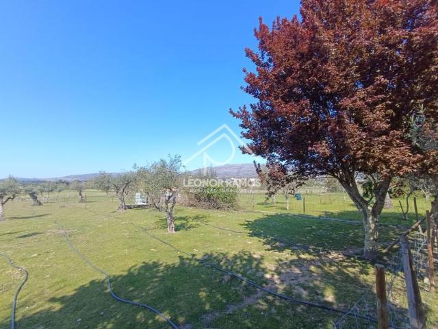 Castelo Branco Fundão 6005 101015665
