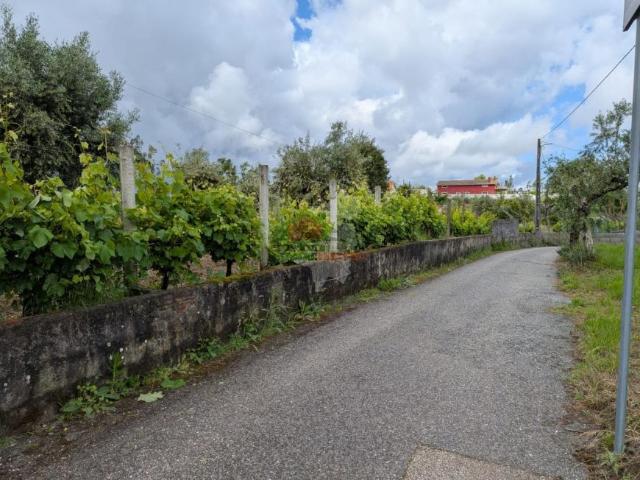 Castelo Branco Sertã 6100 102518713