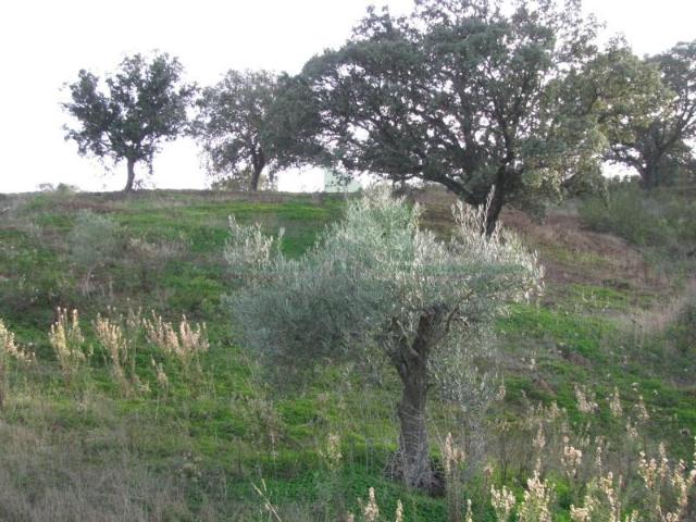 Castro Marim Castro Marim 103943037