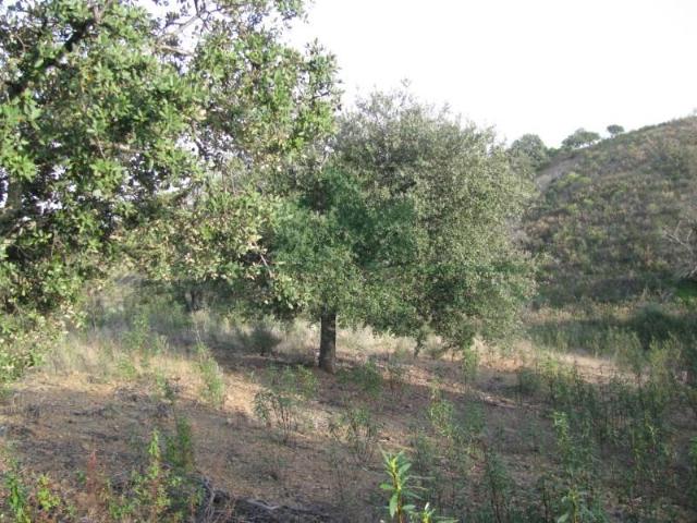 Castro Marim Castro Marim 98024618