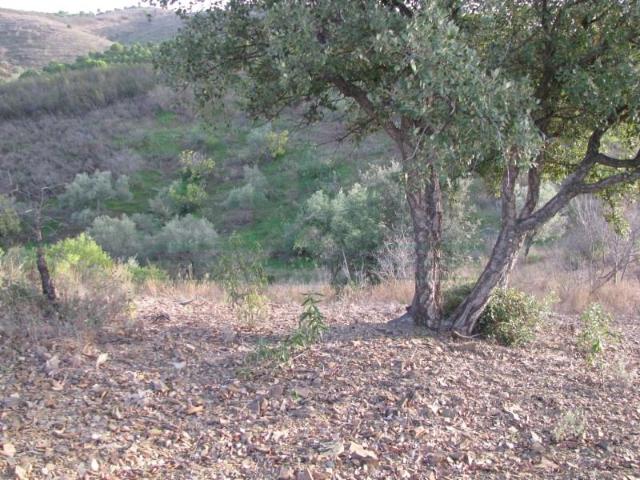 Castro Marim Castro Marim 91004057