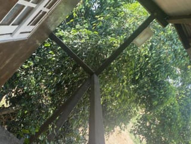 casa na arvore eventos