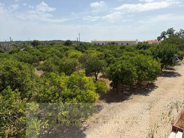 Casa antiga para renovar com pomar de exceção Moncarapacho