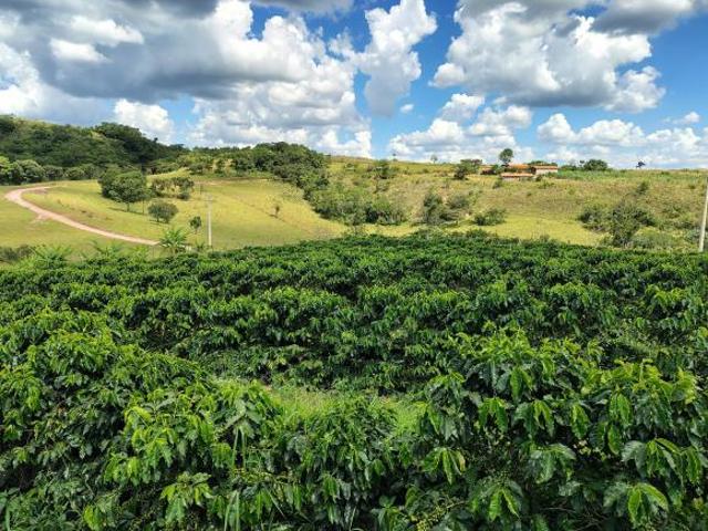 Casa,café,pastos para gado