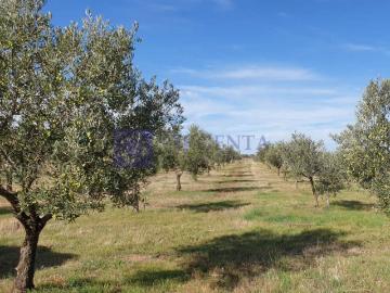 Aliseda, Saelices el Chico, Salamanca, Castilla y León, Castilla y León