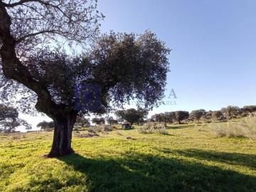 Casa chalet en Venta en Jaraicejo
