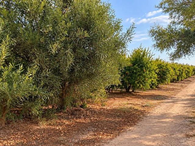 Casa chalet en Venta en La Foia Daimés Asprella