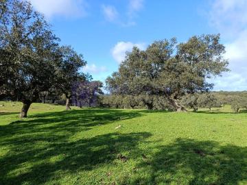 Casa chalet en Venta en Navalmoral de la Mata