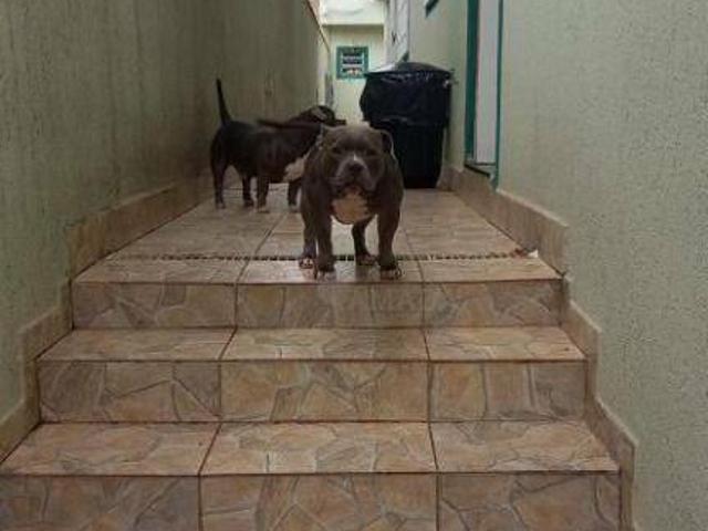 Casa com 2 dormitórios à venda, 160 m² por R$ 850.000,00 Jardim Popular São Paulo/SP
