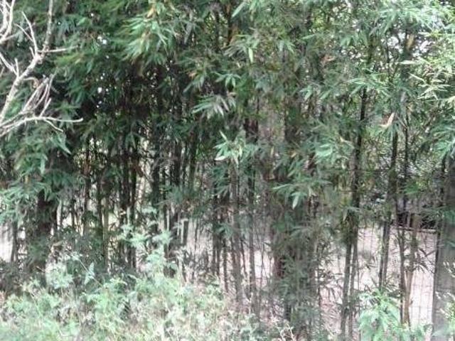 Casa com 2 dormitórios à venda, Itapuã Viamão/RS