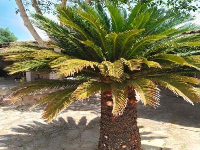 Casa de campo con porches, chimenea y barbacoa cerca de Sencelles