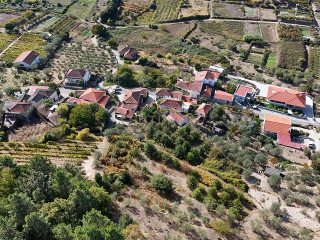 Casa de campo, terreno e Olival em Lamego