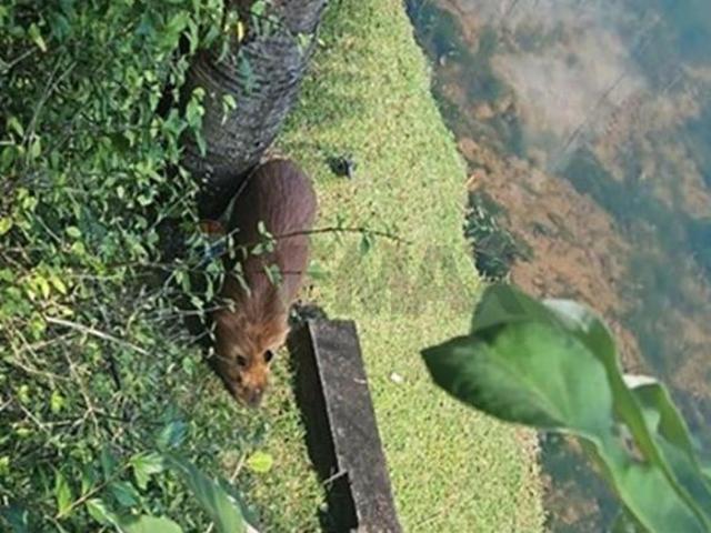 Casa de Condomínio para venda em Escarpas Do Lago de 1000.00m² com 5 Quartos, 5 Suites e 4 Garagens