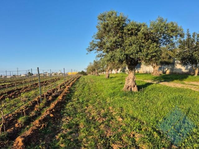 Casa de luxo de 1385 m² à venda Reguengos de Monsaraz, Évora
