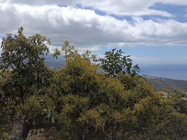 Casa de pueblo en Venta en Tijarafe Santa Cruz de Tenerife