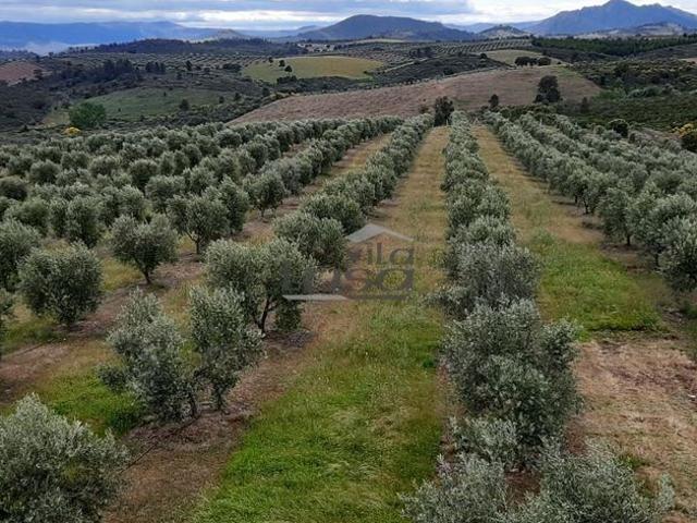 Casa de 350 m² à venda Mirandela, Portugal