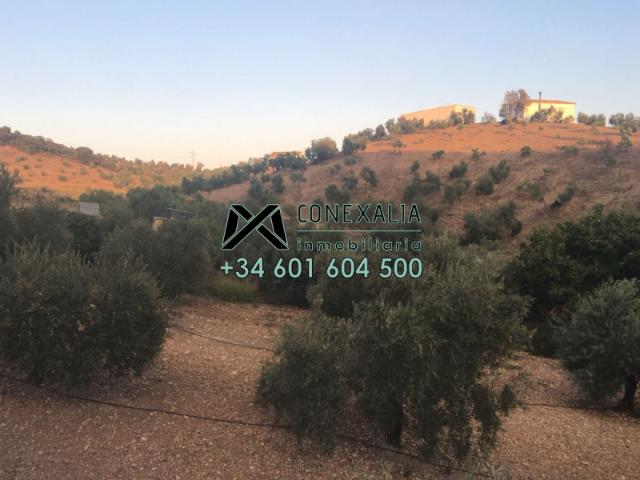 Casa en venta Algodonales