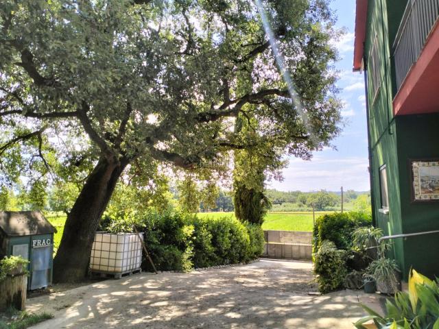 Casa en venta en Cervià de Ter. Camp d'oliveres, hort, figueres, tros de bosc, regadiu, etc. Casas Cervià de.