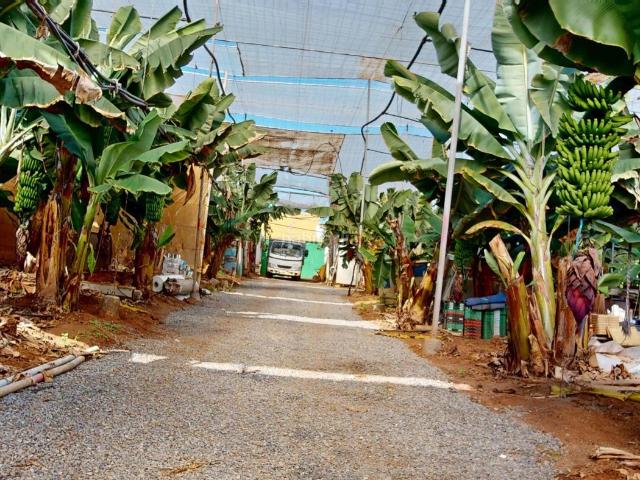 Casa en venta en Gáldar, Sardina. CASA CON FINCA PLATANERA EN PRODUCCIÓN COSTA NORTE DE GRAN CANARIA. Casas.