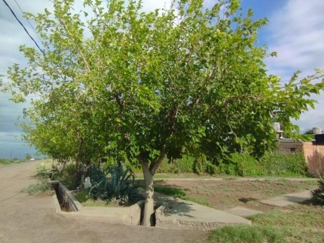 Casa en Venta San Martin Mendoza