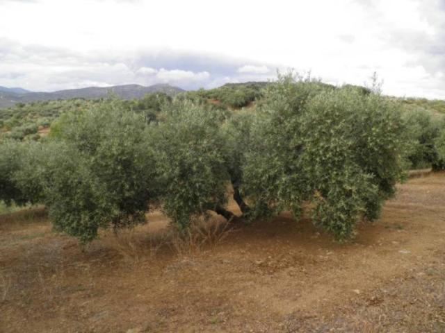 Casa en venta Zagra