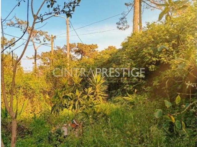 Casa implantada em terreno de 2200 m2 em pleno Pinhal de Colares