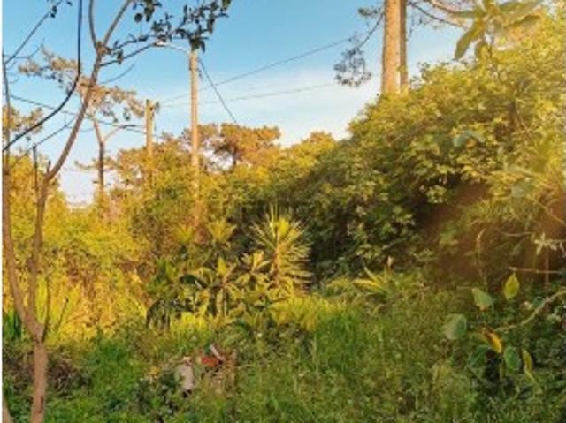 Casa implantada em terreno de 2200 m2 em pleno Pinhal de Colares
