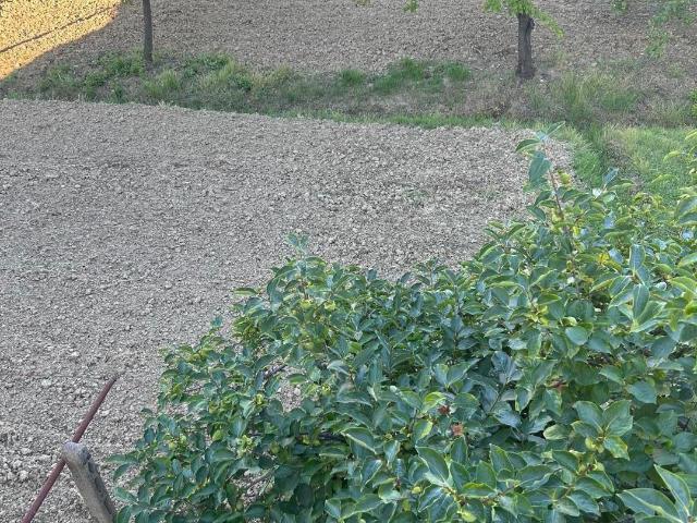 Casa indipendente con giardino a Empoli