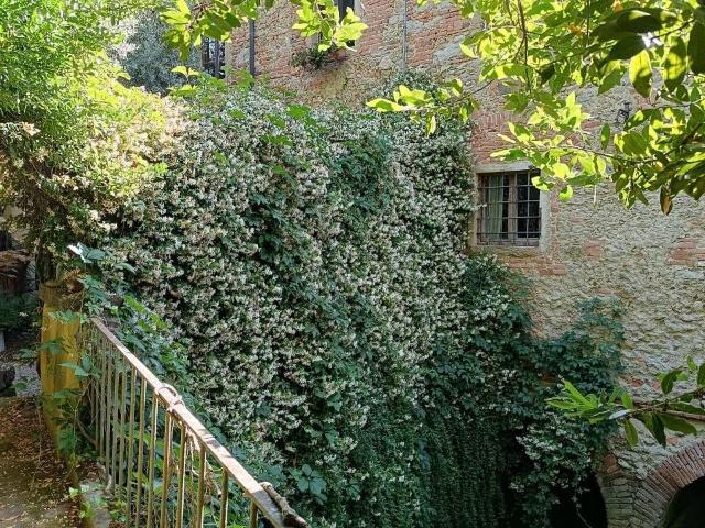 Casa indipendente con giardino, Fauglia acciaiolo