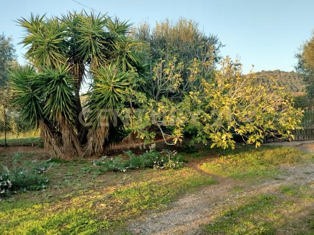 Casa indipendente con giardino in strada pedemontana, Capalbio