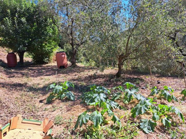 Casa indipendente con giardino, Massa mirteto