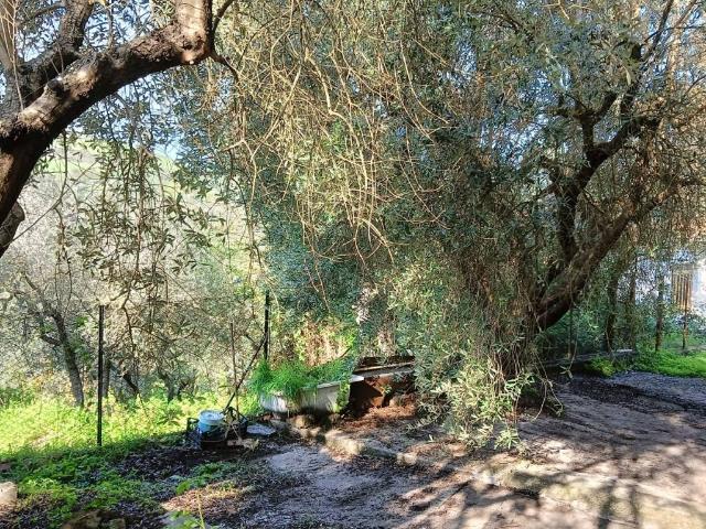 Casa indipendente in vendita a Calvi dell'Umbria TR