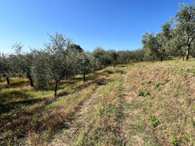 Casa indipendente in vendita a Larciano PT