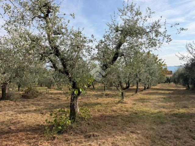 Casa indipendente in vendita a Pistoia PT