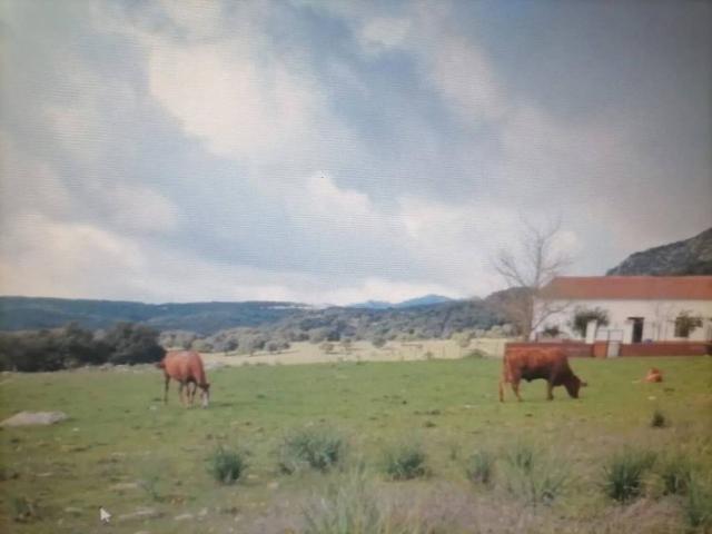 Casa rústica / Caserío en Venta en Cortes de La Frontera