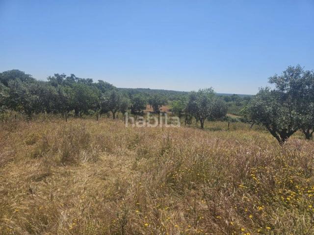 Casa rústica, Abela