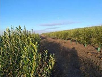 Casa rústica Venta Chiclana de la Frontera, Pago del Humo Polígono de Pelagatos