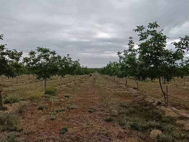 Casa rústica Venta Zalamea de La Serena, Zalamea de La Serena