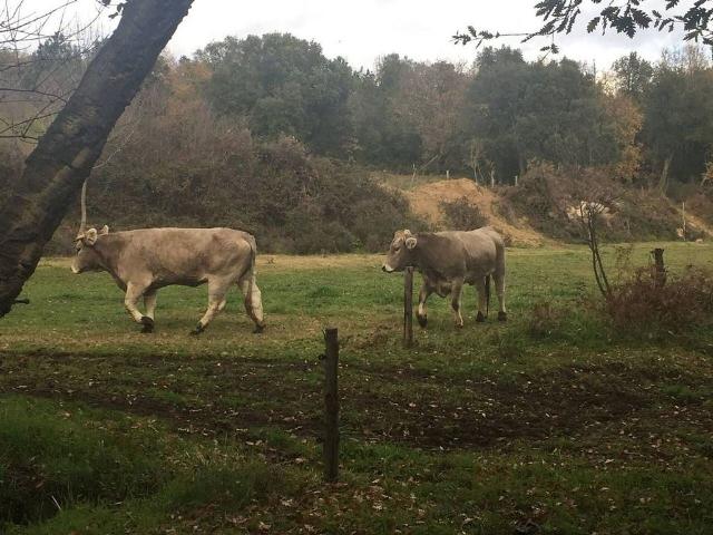 Casa rural en venta en calle Giv, Riells i Viabrea, de 30.764 m² 1 habitación por 135.000