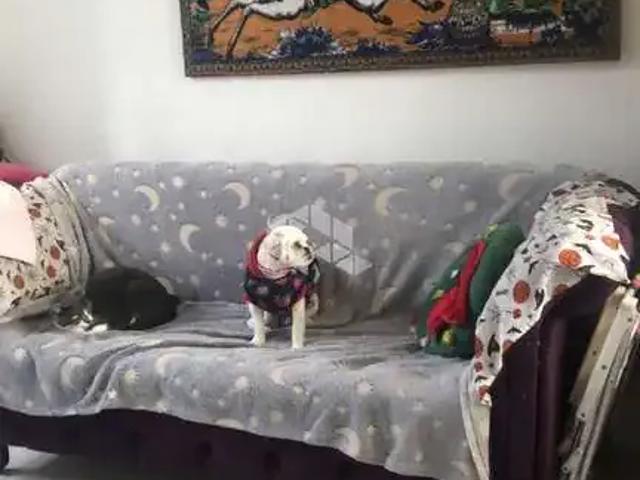 Casa / Sobrado em Condomínio para Venda em Porto Alegre/RS Jardim Carvalho 2 Quartos