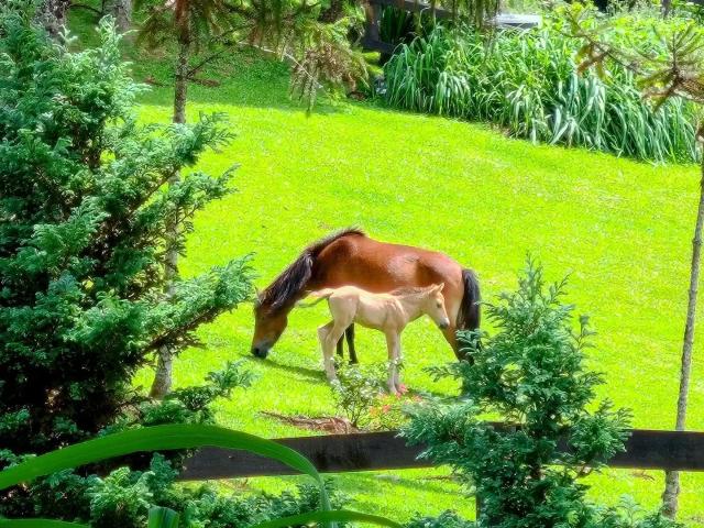 Casa / Sobrado em Condomínio para Venda em Rancho Queimado/SC Centro 3 Quartos